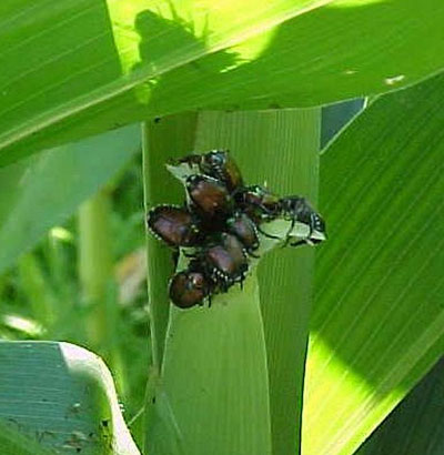 Japanese beetles can interfere with pollination by clipping silks.