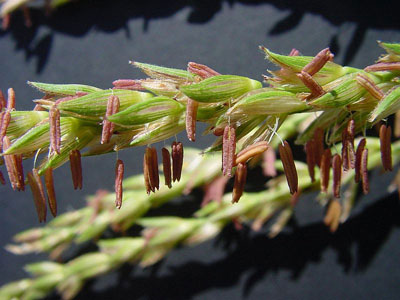 Once pollen grains have matured inside corn anthers, these anthers begin to dry or dehisce.