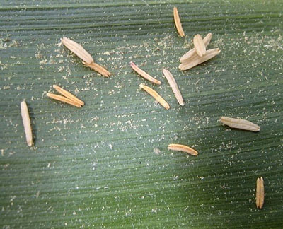 Corn pollen grains are viable for only a few minutes after they are shed until they desiccate.