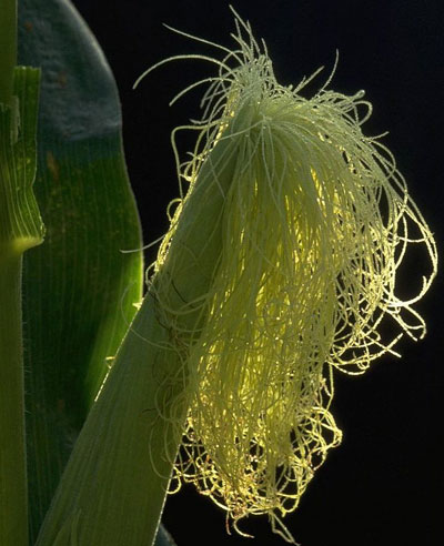 Silks that emerge after most of the pollen is shed may not be pollinated.