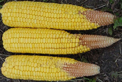 Moderate silk delay can cause poorly filled corn ear tips.