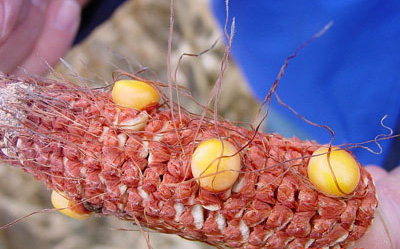 More severe drought stress can result in corn ears that are nearly or completely barren.