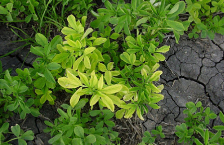 Boron Deficiency in Alfalfa