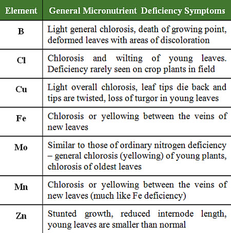General micronutrient deficiency symptoms