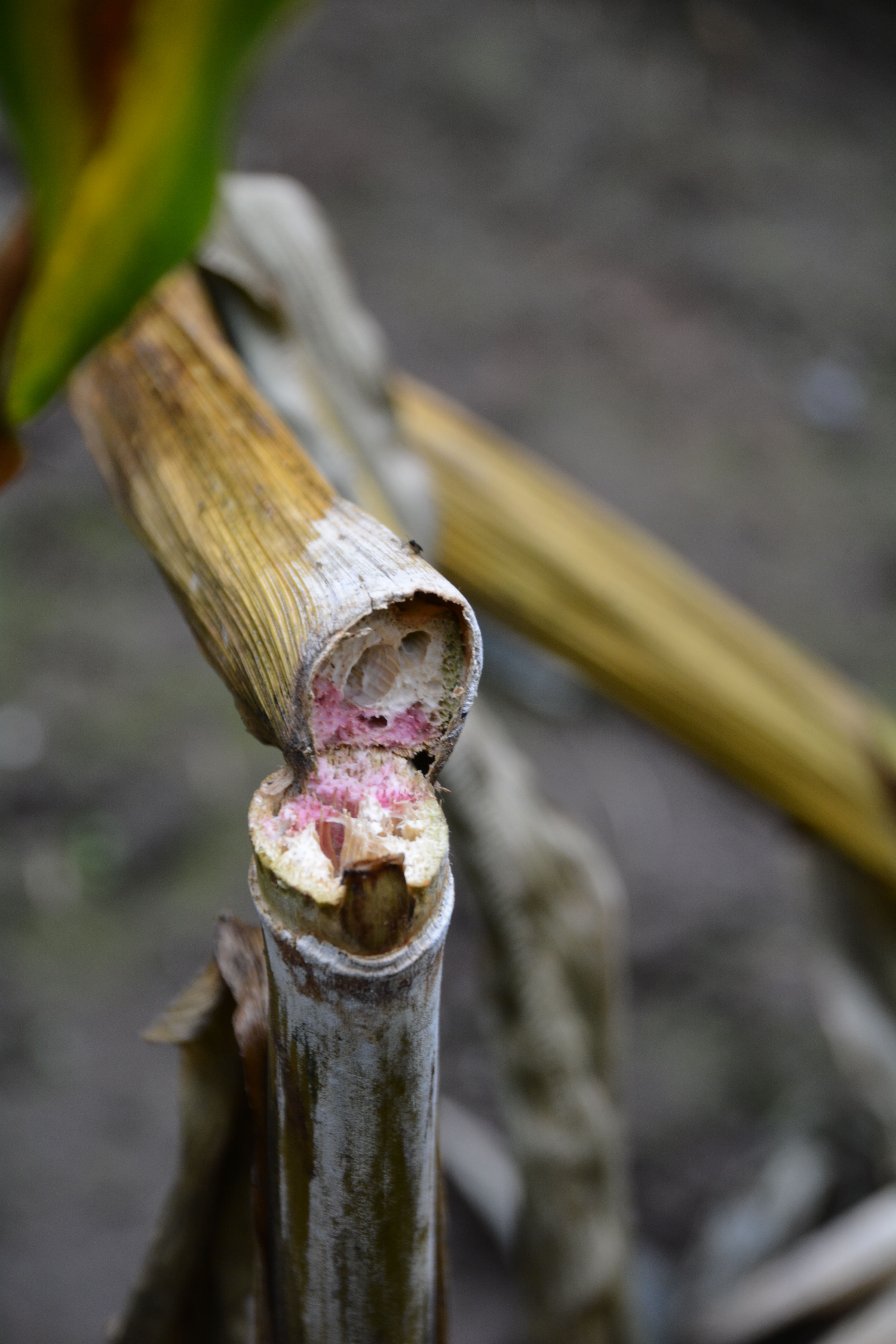 Stängelfusarium Mais