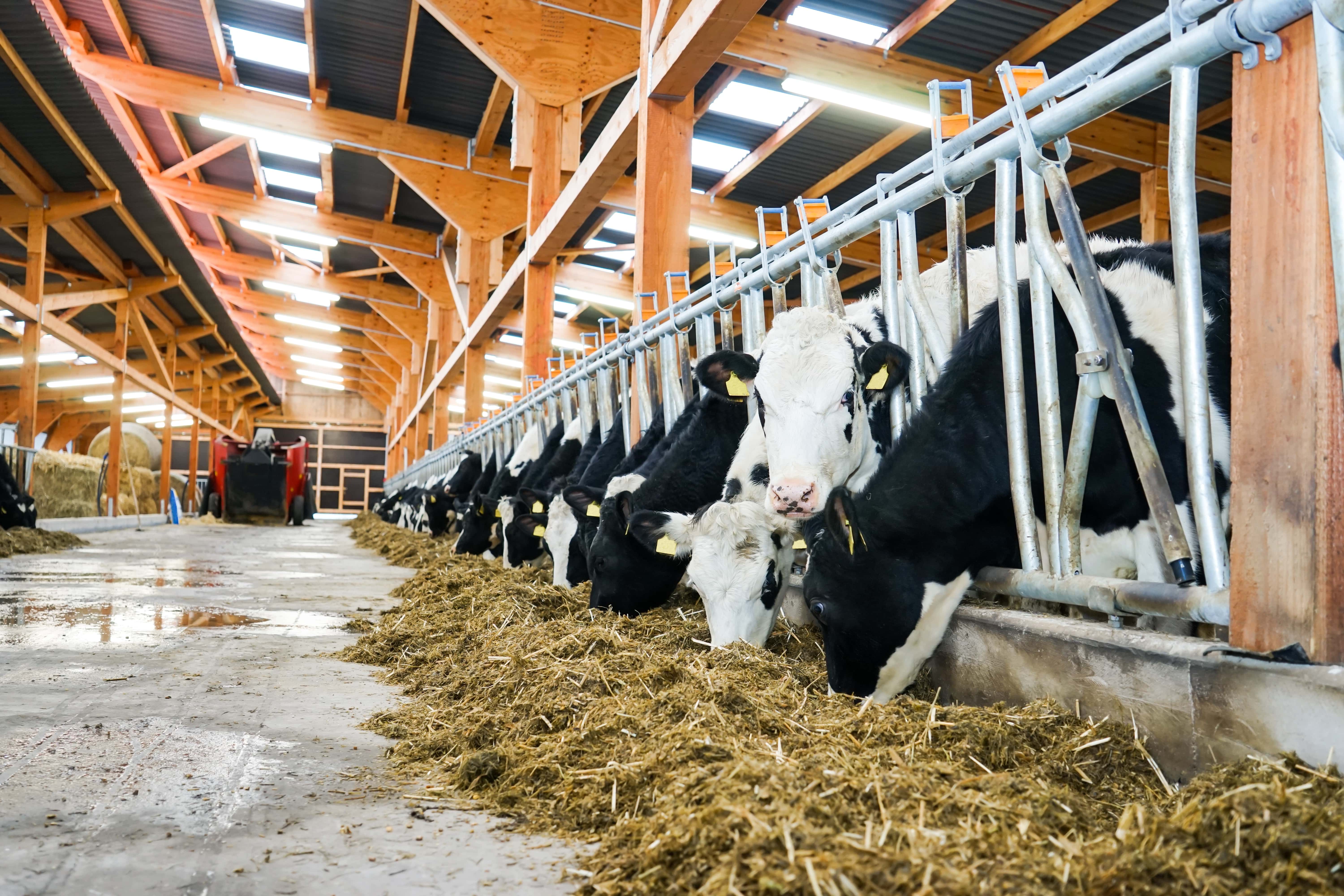 /content/dam/dpagco/corteva/eu/de/de/images/odn/silage/Siliermittel-Pioneer-Kampagne-2024.jpeg