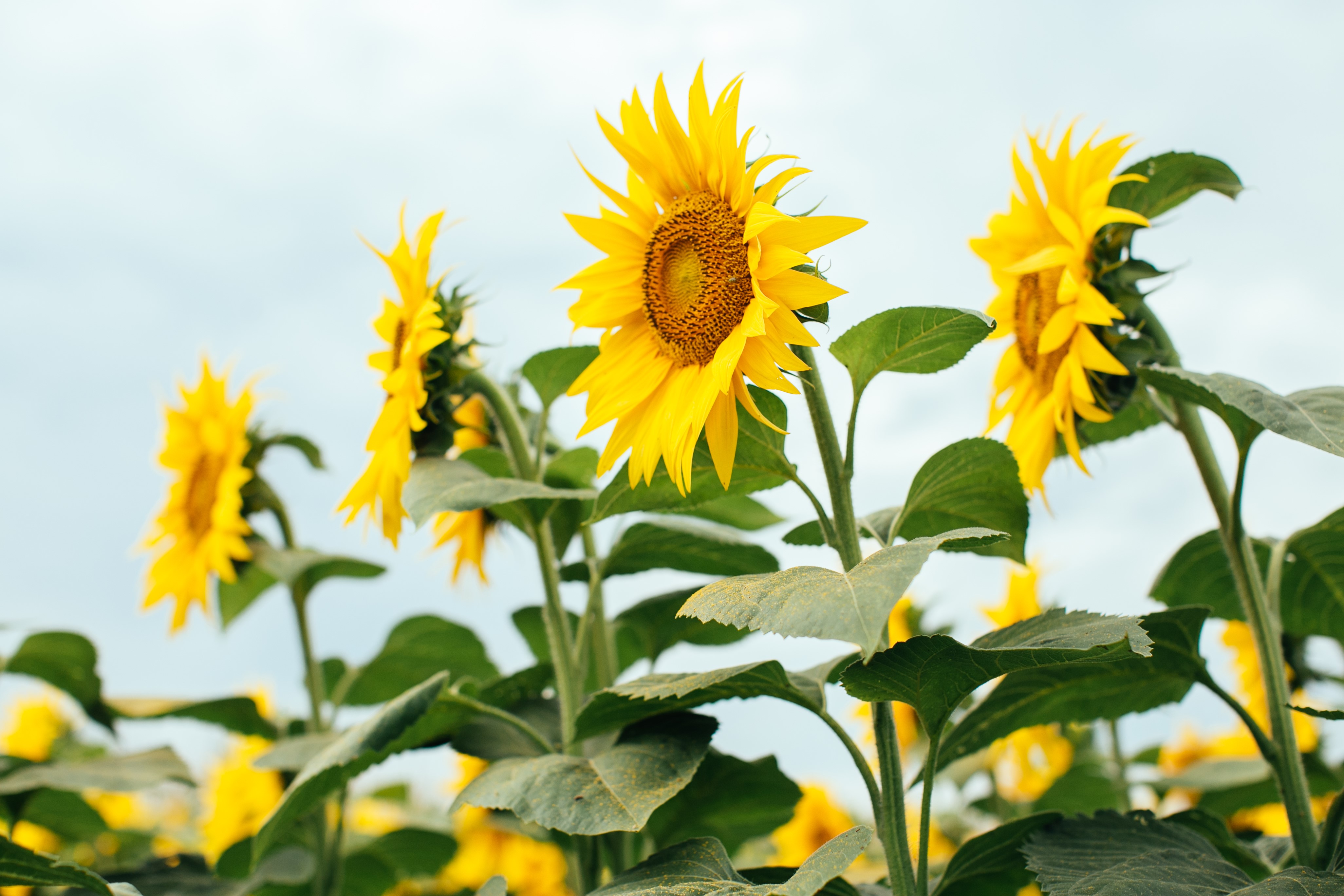 Sonnenblumen