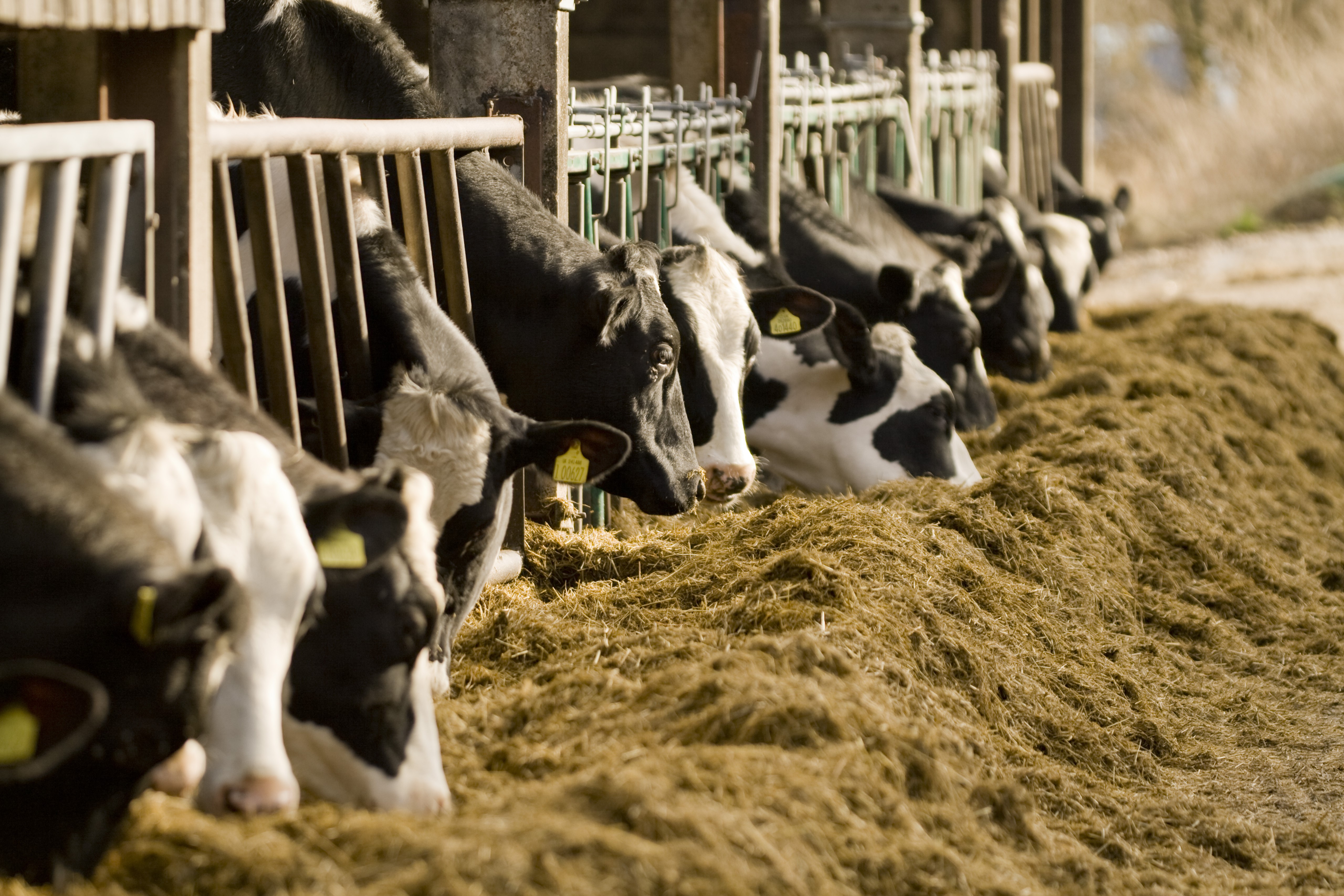 Inoculantes para ensilado