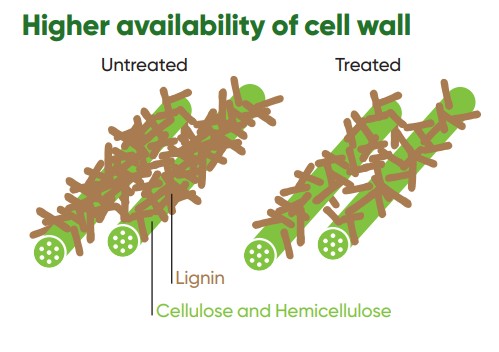 Diagram showing two cell wall representations. The left, labeled