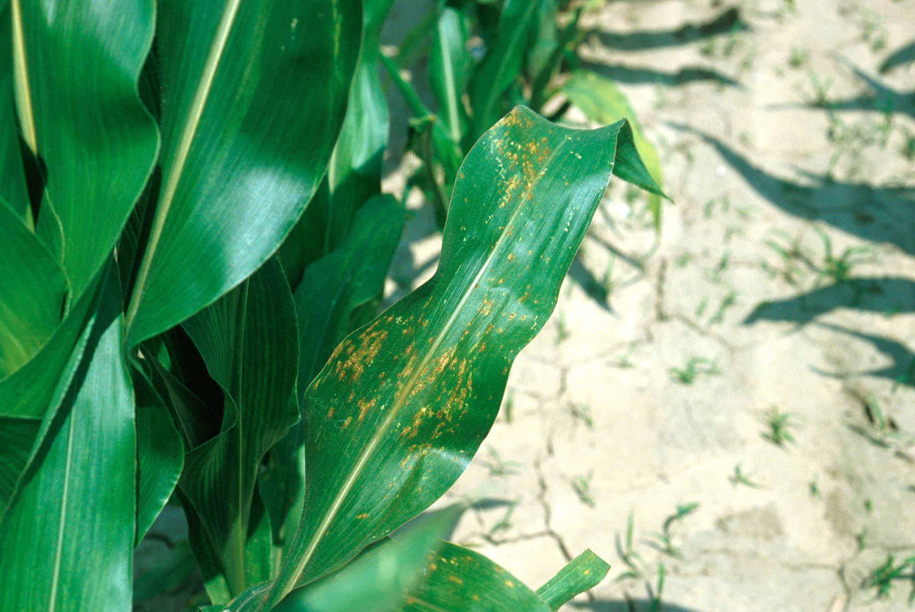 Corn plant with brown spots on its leaves indicating possible disease or nutrient deficiency in a dry, cracked soil farmland.