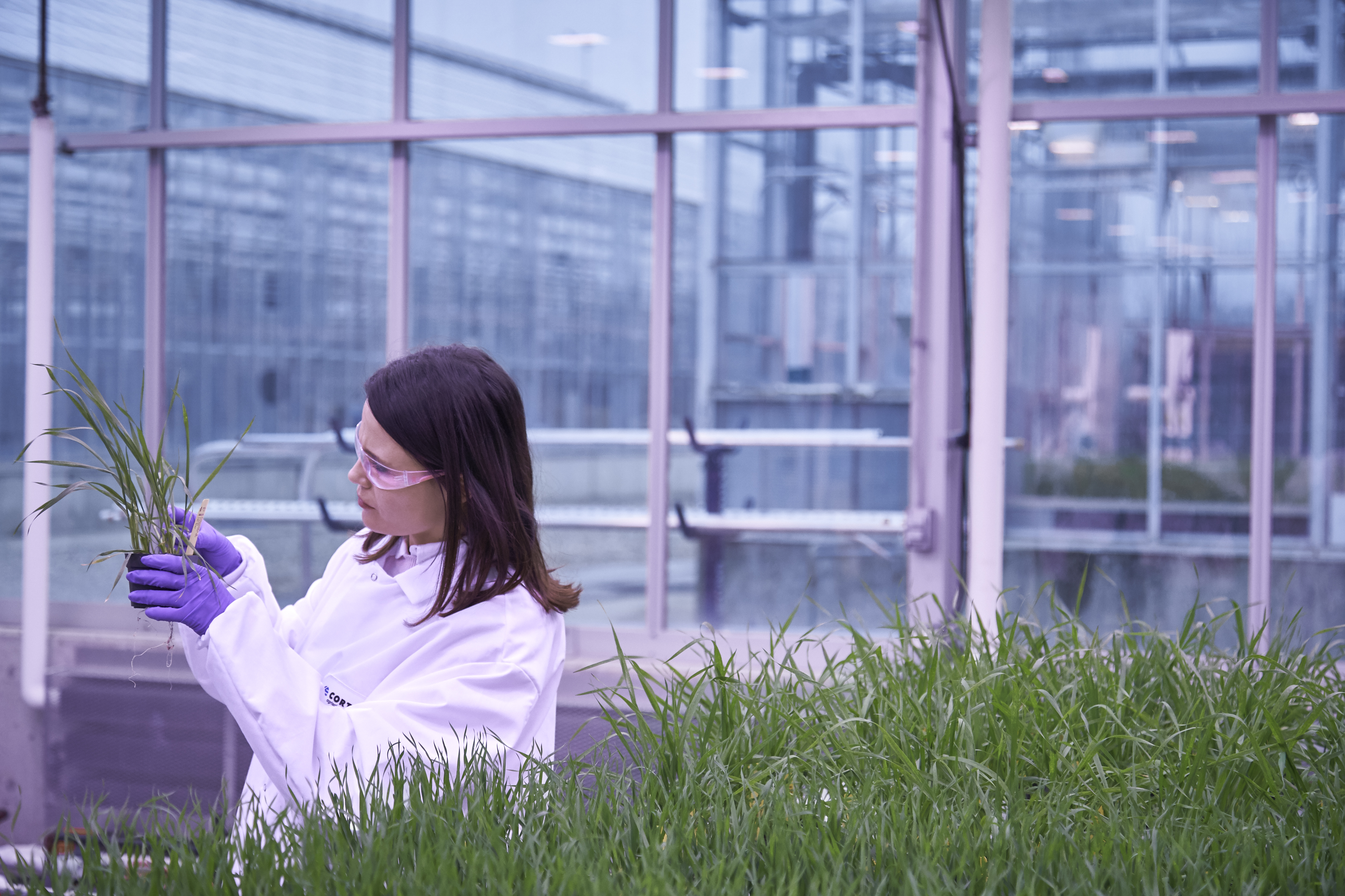 Person in lab coat and gloves examining a potted plant in a greenhouse surrounded by lush greenery.