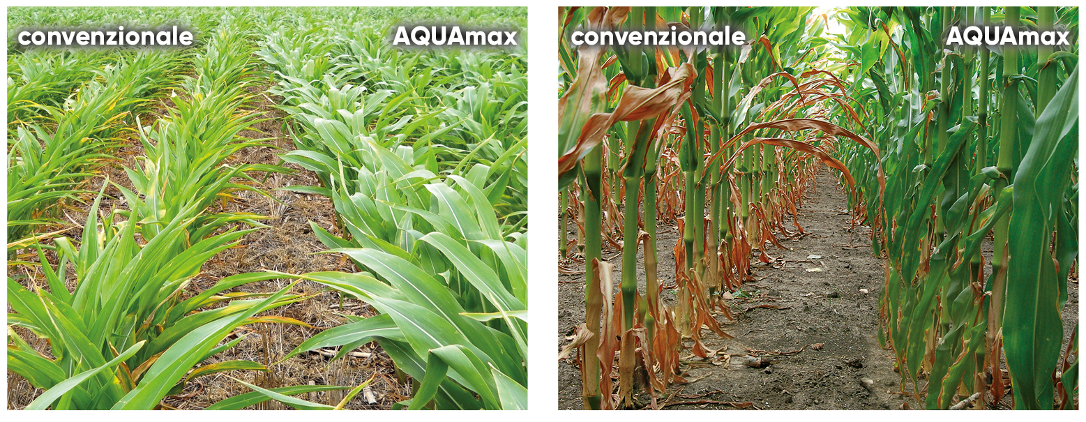 confronto tra mais convenzionali e mais AQUAmax