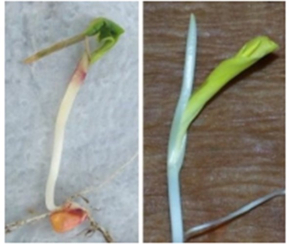 Plantula di mais con coleoptile saldato o fessurato lateralmente a causa di danni da freddo