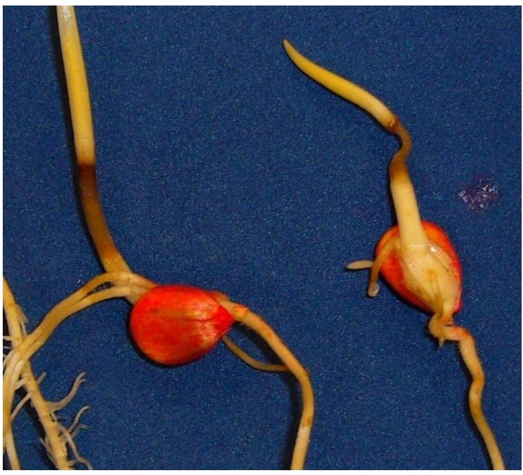 Plantula di mais con tessuti necrotici dovuti a ristagno idrico