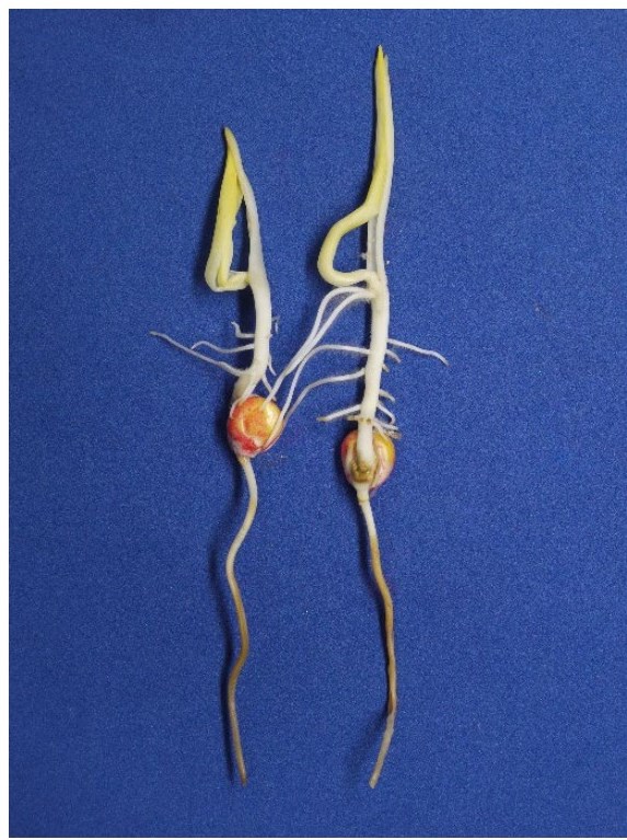Plantula di mais con coleoptile fessurato lateralmente e marciumi radicali dovuti a danni da freddo e ristagno