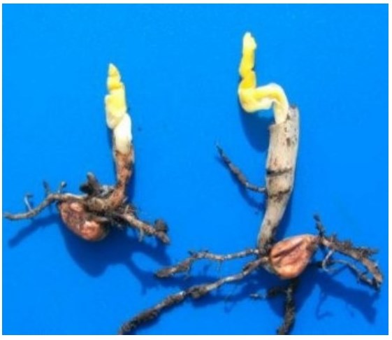 Plantula di mais con coleoptile a forma di clava e foglie fuoriuscite nel terreno a causa di imbibizione con acqua fredda e danno da freddo