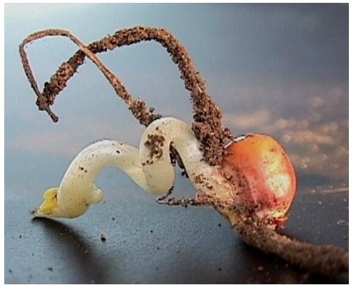 Plantula di mais con mesocotile e coleoptile spiralati a causa di terreni freddi, forti sbalzi termici o crosta