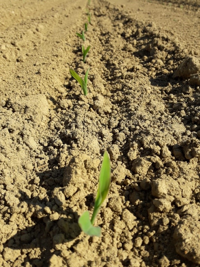 Campo di mais BMR seminato in provincia di Cremona il 18 marzo 2020