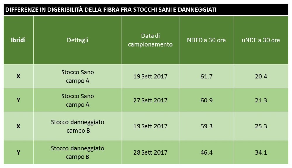 Confronto della digeribilità della fibra tra stocchi di mais BMR sani e danneggiati
