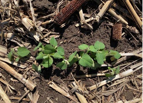 Studio sulla soia