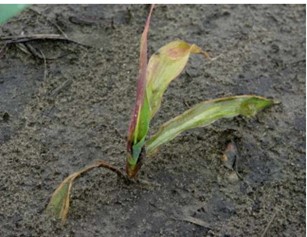 Marciume del seme e della plantula di mais