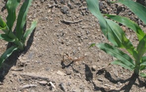 Fila con numerose piante di mais morte in un campo colpito da condizioni fredde e umide dopo la semina