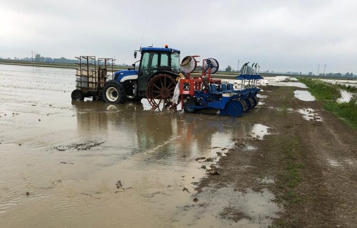 Campo di mais nella Pianura Padana durante la stagione agricola 2024