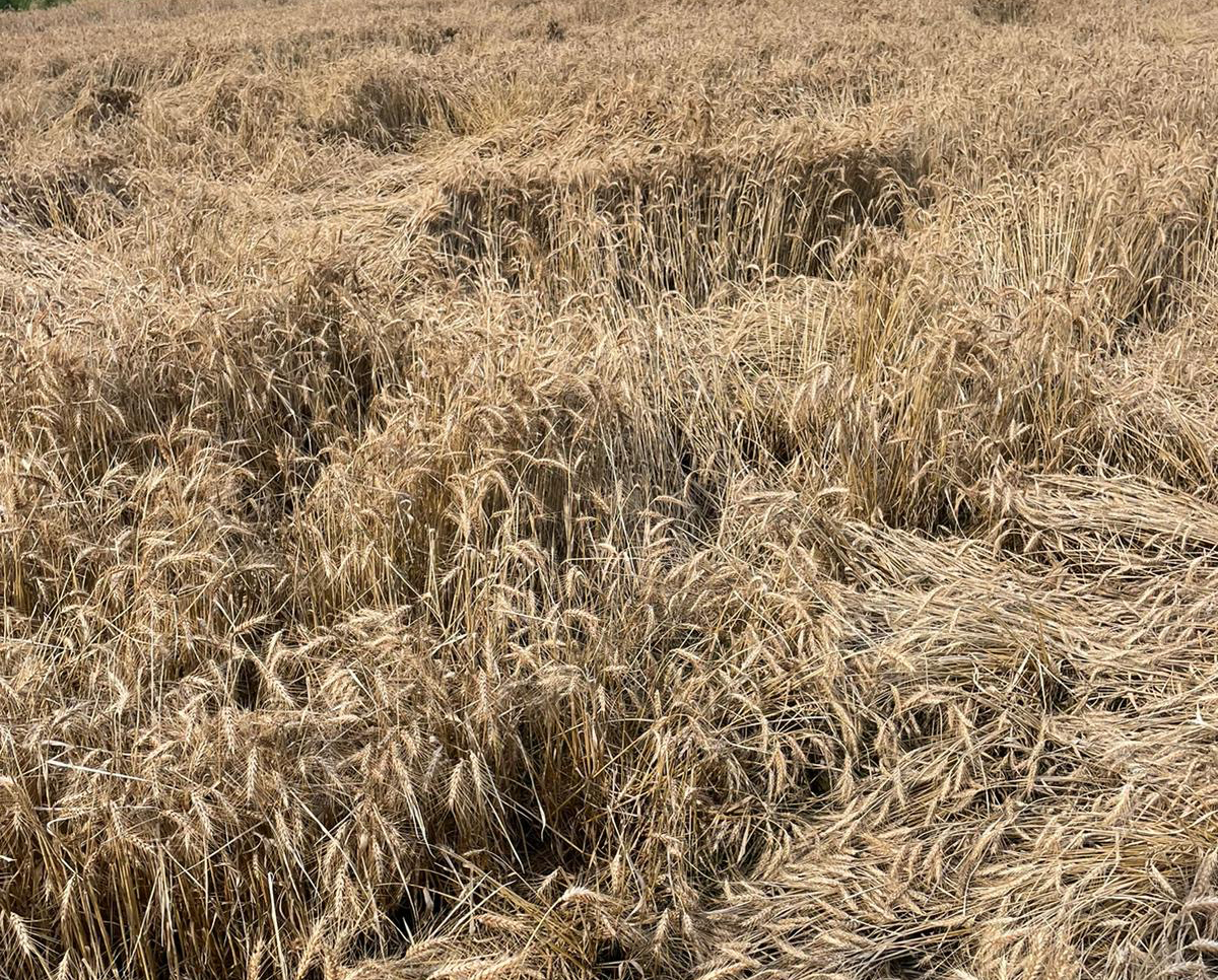 Campi di frumento allettato a Martignana di Po, in provincia di Cremona