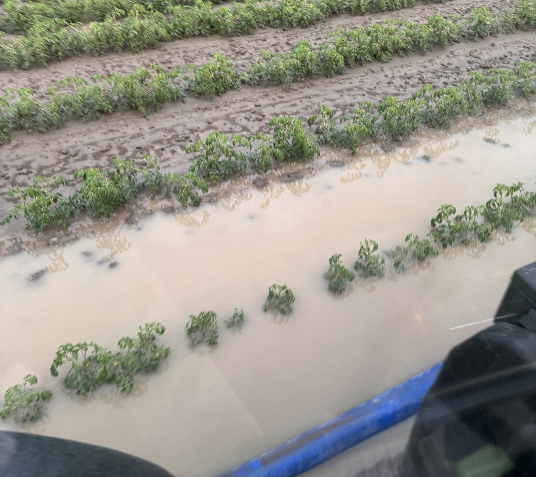Piantine di pomodoro danneggiate dal ristagno idrico a Torricella del Pizzo, in provincia di Cremona