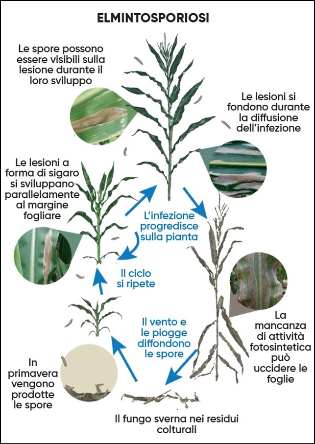 Infografica sul ciclo della malattia dell'elmintosporiosi del mais