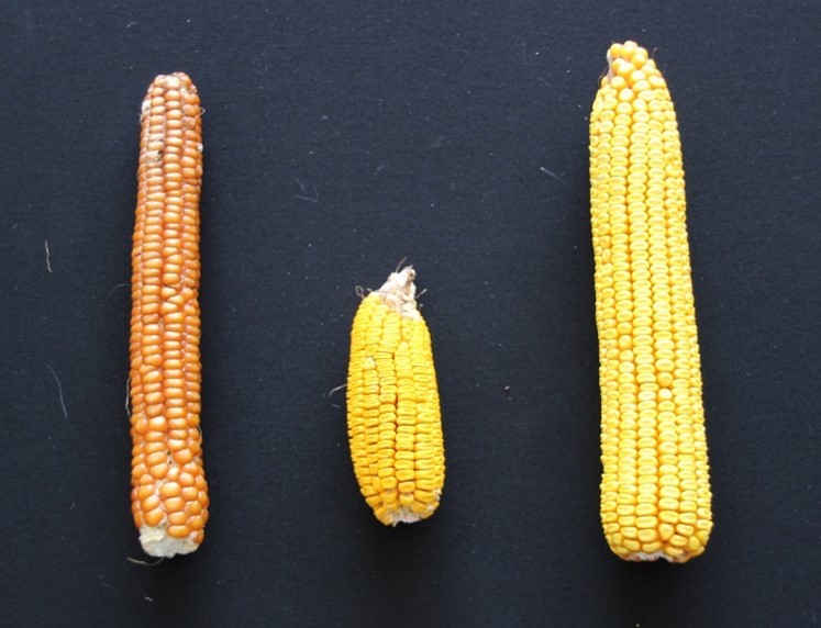 Spighe di mais di varietà flint settentrionale, dent meridionale e dent della Corn Belt