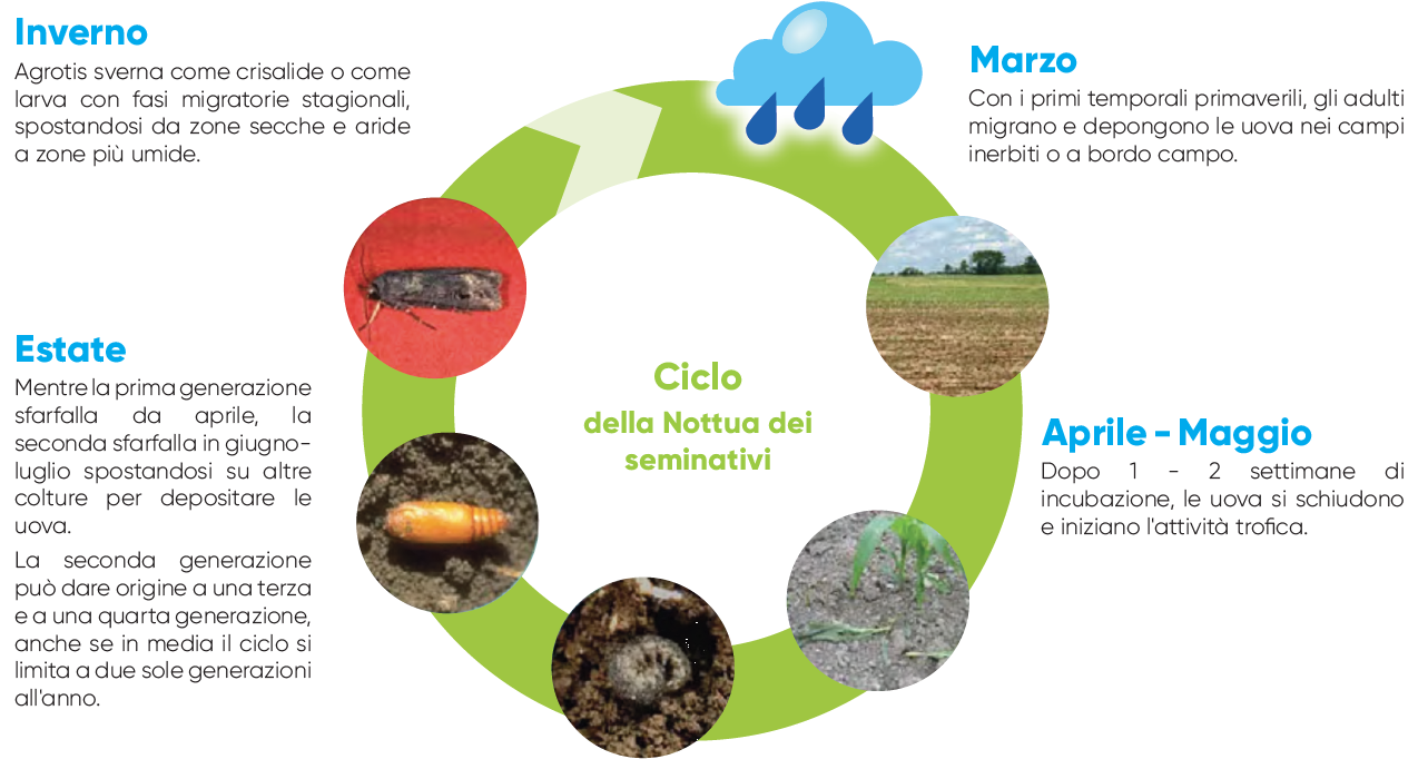 Ciclo biologico della nottua del mais