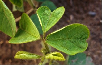 foglia di soia con sintomi di fitotossicità da acetanilidi