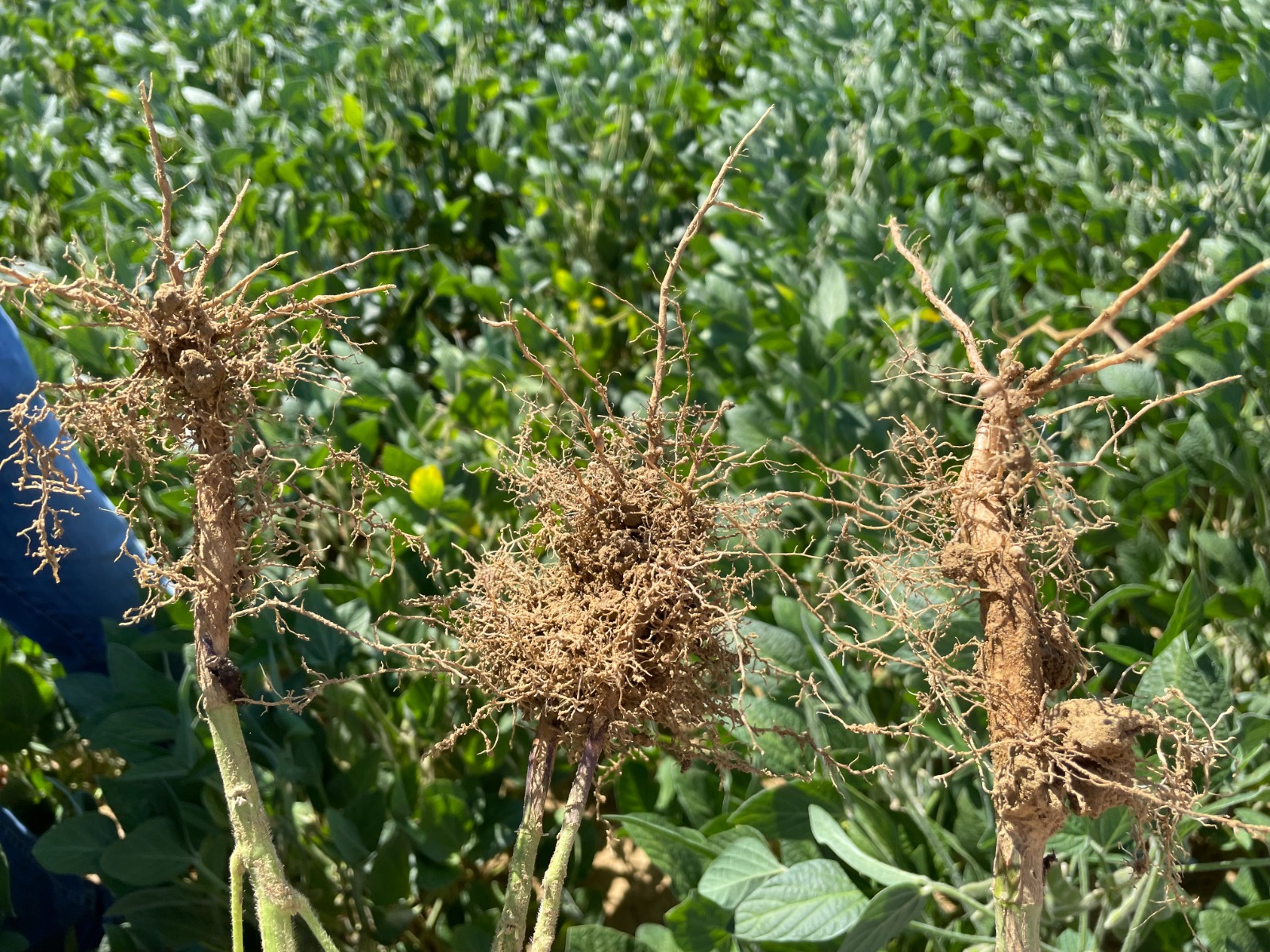 Nematode cisticolo della soia e suoi effetti sulla coltura