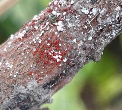 immagine di piccole sfere rosse sul colletto e sulla base del fusto di una pianta di soia, un sintomo tipico della malattia