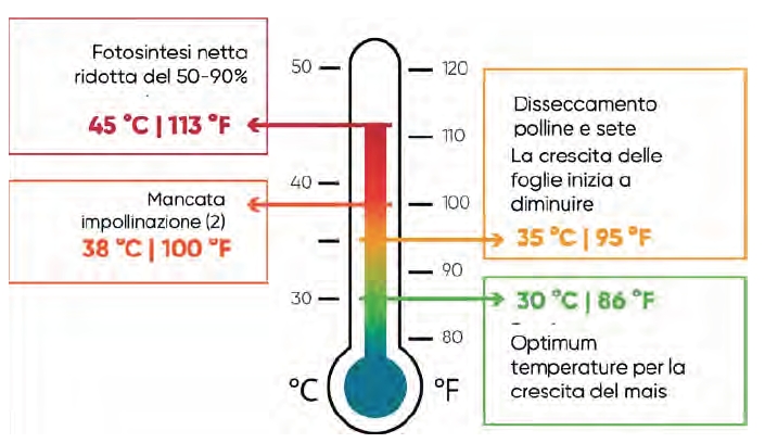 Soglie di temperatura per gli effetti dello stress termico sull'impollinazione e sulla crescita del mais