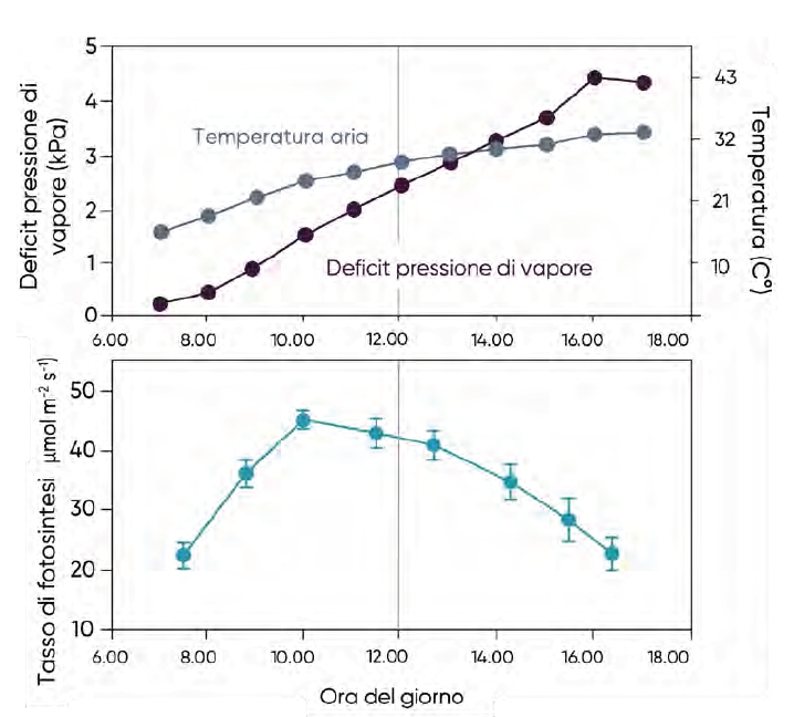 Temperatura dell'aria, deficit di pressione di vapore e tasso di fotosintesi fogliare nel mais irrigato