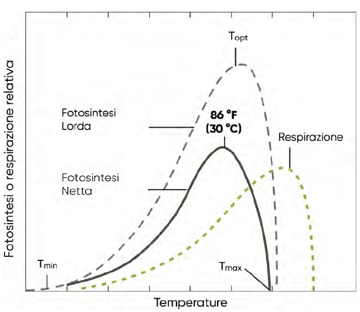 Modello degli effetti della temperatura sui tassi di fotosintesi lorda, respirazione e fotosintesi netta nel mais