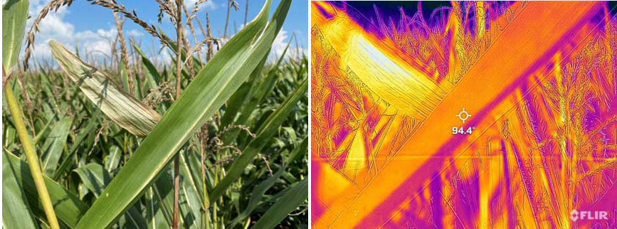 Confronto della temperatura superficiale di una foglia viva e di una foglia morta nella chioma del mais