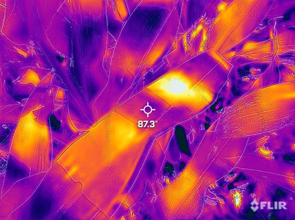 Immagine a infrarossi di una foglia di mais parzialmente ombreggiata, con differenze di temperatura tra le aree in ombra e quelle esposte al sole