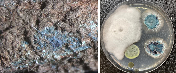 Masse di spore di Fusarium virguliforme sulla radice di una pianta affetta da SDS