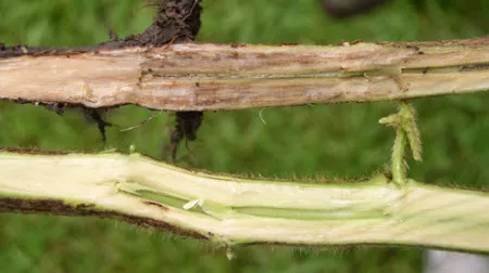 Decolorazione della corteccia del fusto in una pianta di soia infetta da SDS