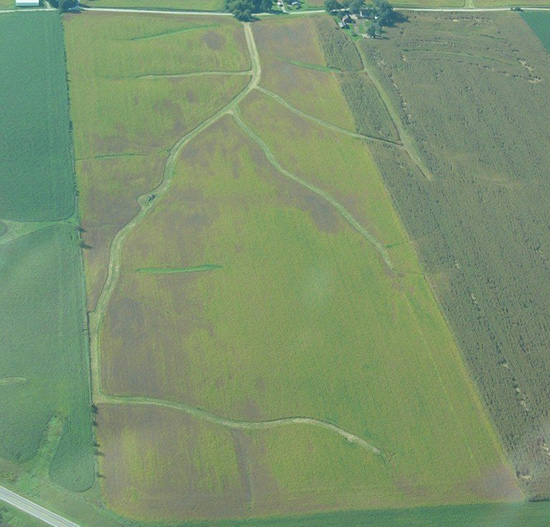 Campo di soia con infezioni da SDS concentrate nelle aree con scarso drenaggio