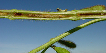 immagine di soia colpita da marcescenza bruna del fusto