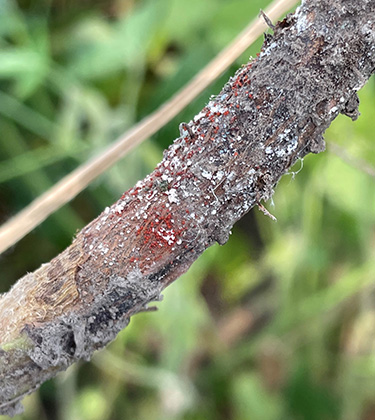 immagine di soia colpita da marciume rosso del collettosa