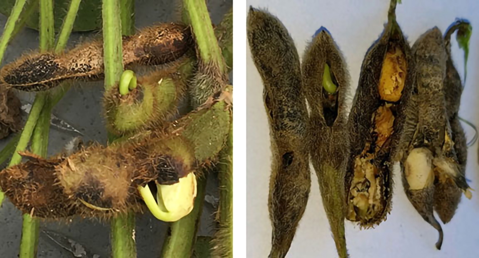 Semi di soia con marciumi e pre-germinazione