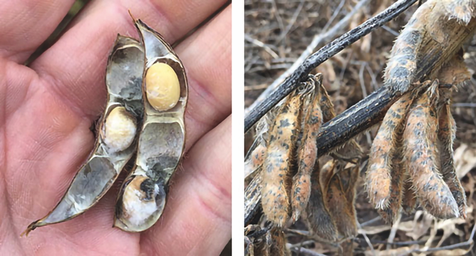 Avvizzimento dei semi e infezione di baccello e fusto causati da Phomopsis e Diaporthe