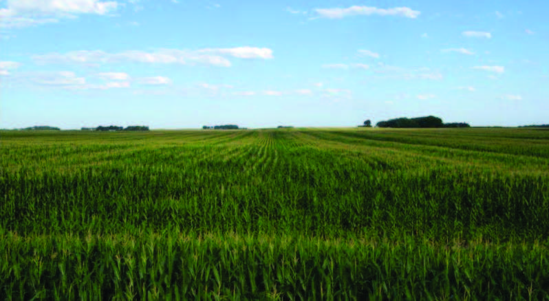 campo di mais in monosuccessione che mostra ritardo nella fioritura nelle file con residui eccessivi lasciati dalla mietitrebbia
