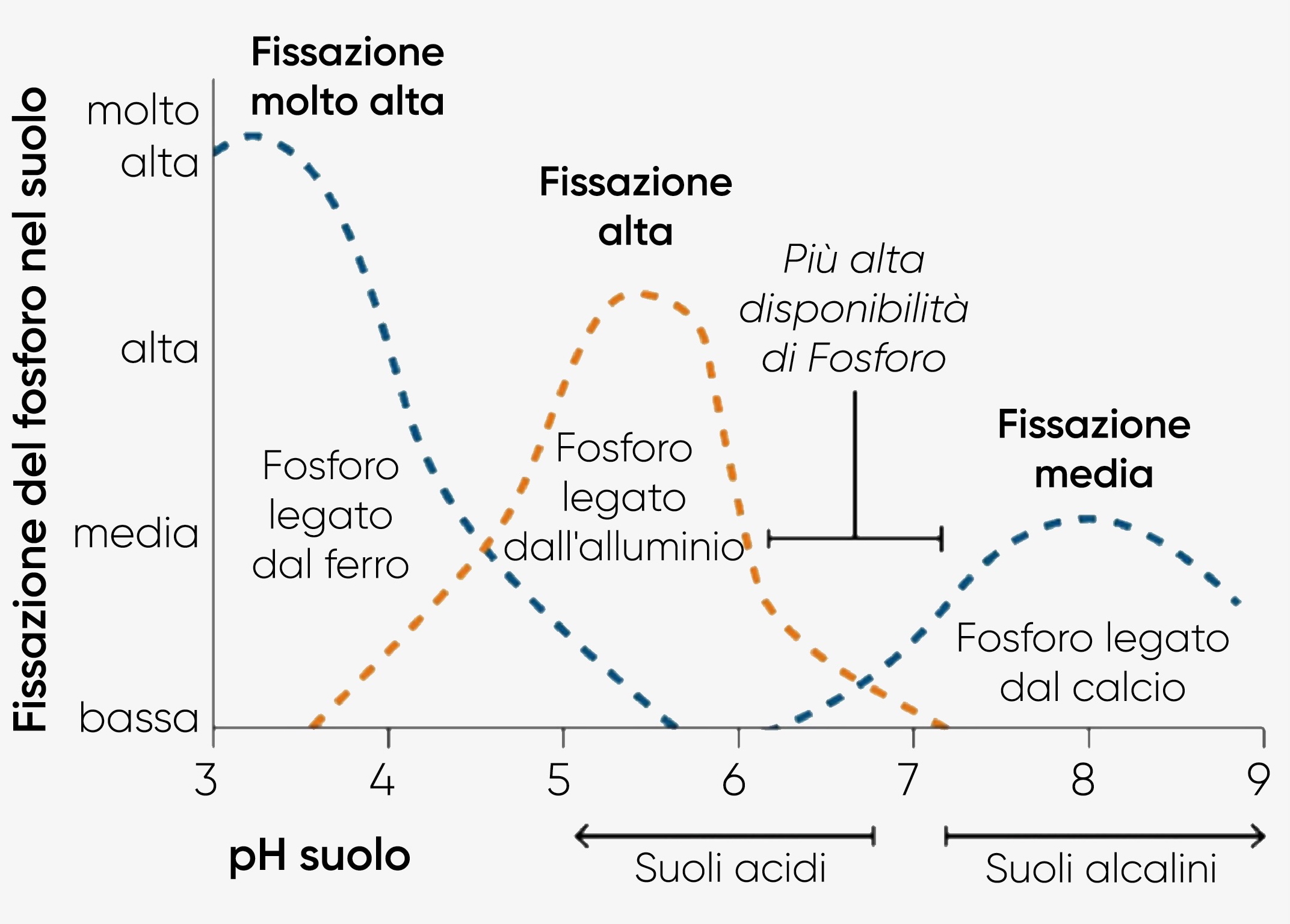 Effetto del pH del suolo sulla disponibilità del fosforo