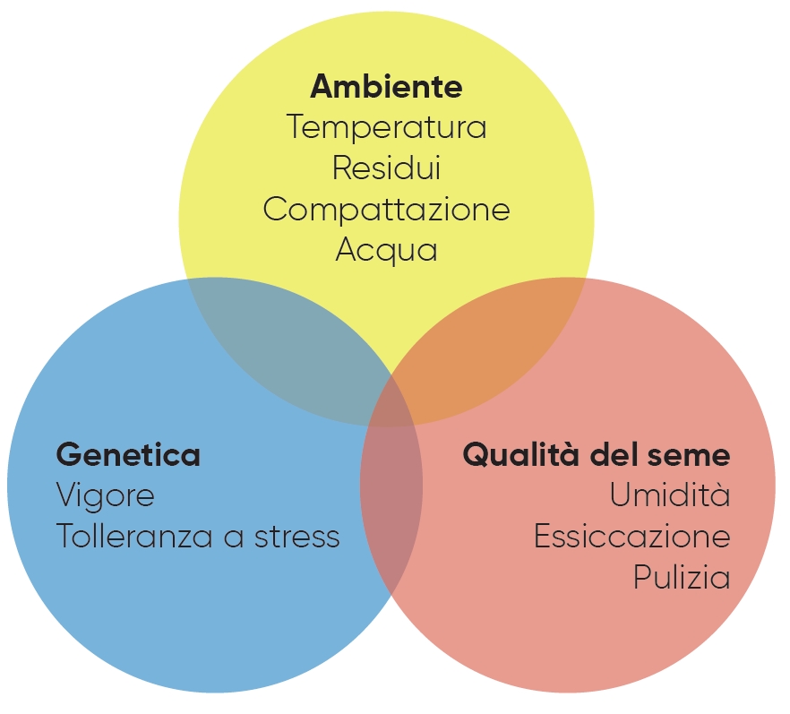 infografica che illustria come l'uniformità di emergenza dipenda da fattori genetici, ambientali e di qualità del seme.